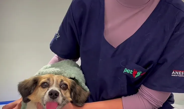 Veterinária do Santa Vida Palhoça com um cão no colo