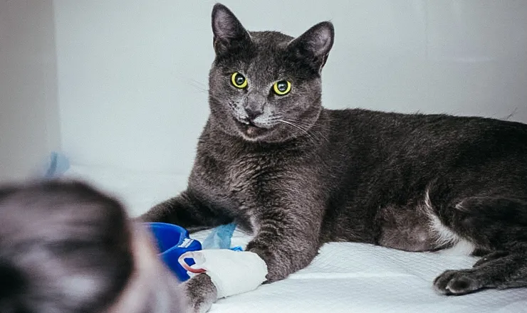 Gato internado no Santa Vida Palhoça