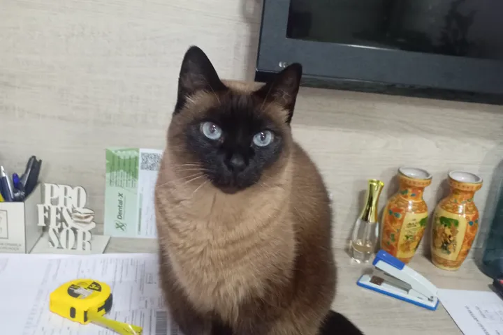 Gato siamês no consultório do Santa Vida Palhoça