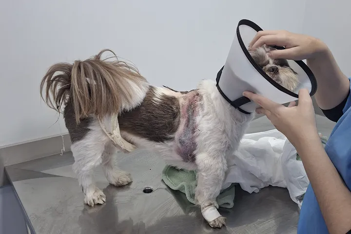 Veterinária do Santa Vida Palhoça atendendo um shih-tzu