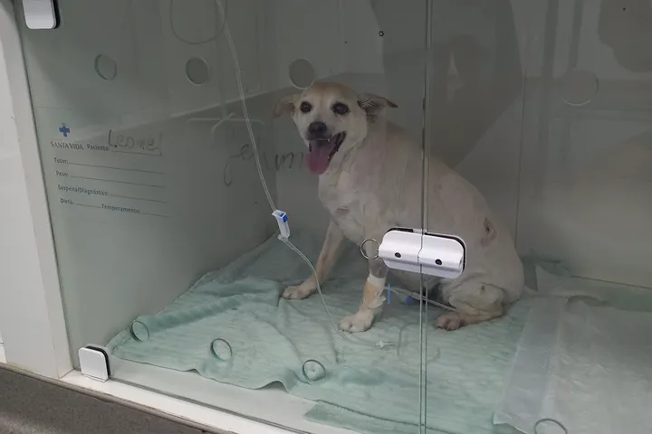 Cão em recuperação na internação do Santa Vida Palhoça